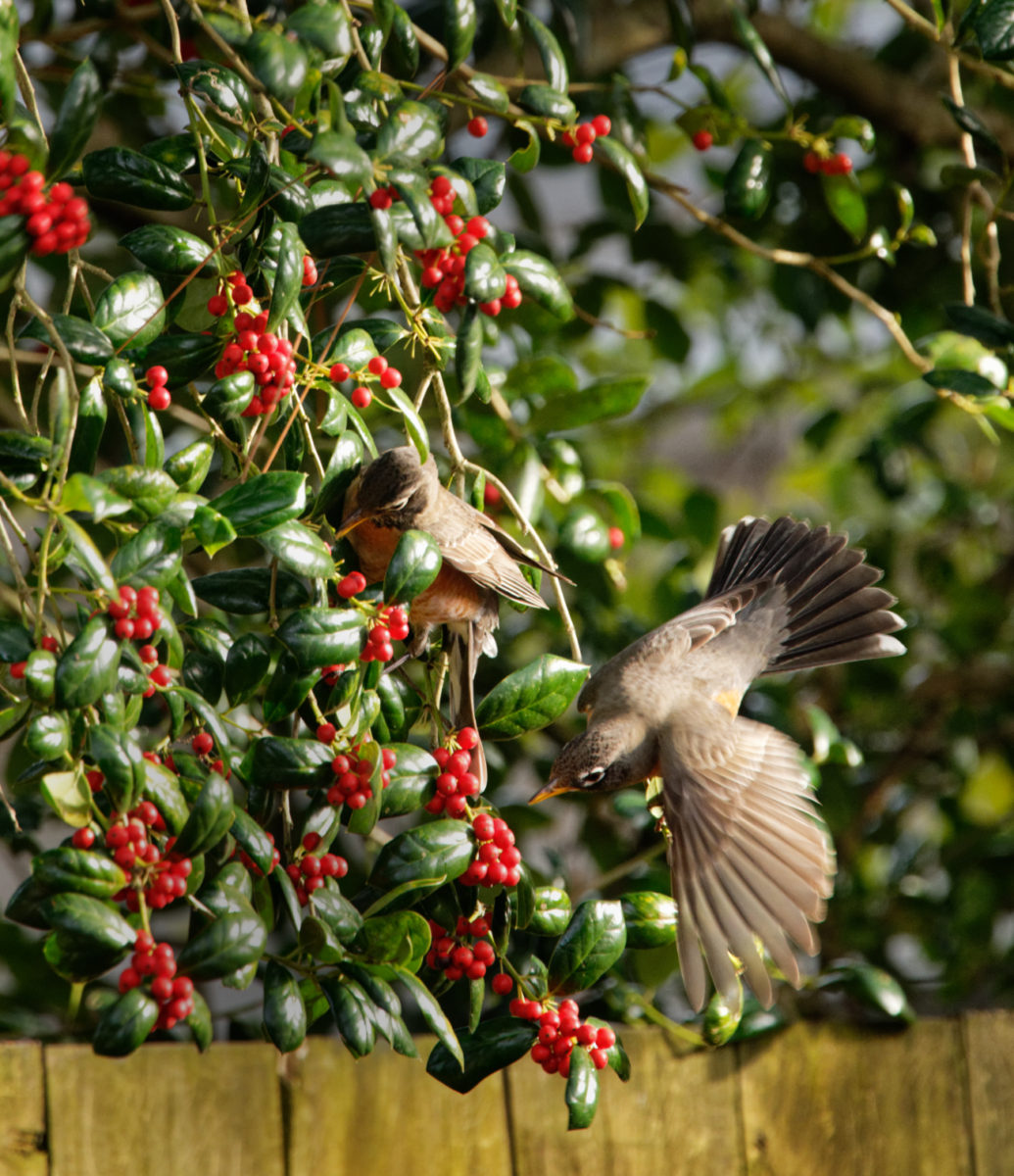 Robins flying near holly berries