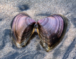 Purple clam shells spread on sand in sunset light