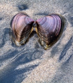 Shiny purple clam shells spread on the sand during sunset