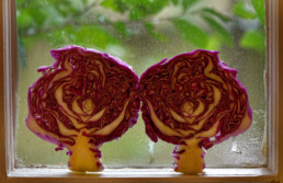 cabbage slices propped in a in window, with a form that loos vaguely like dancing figures